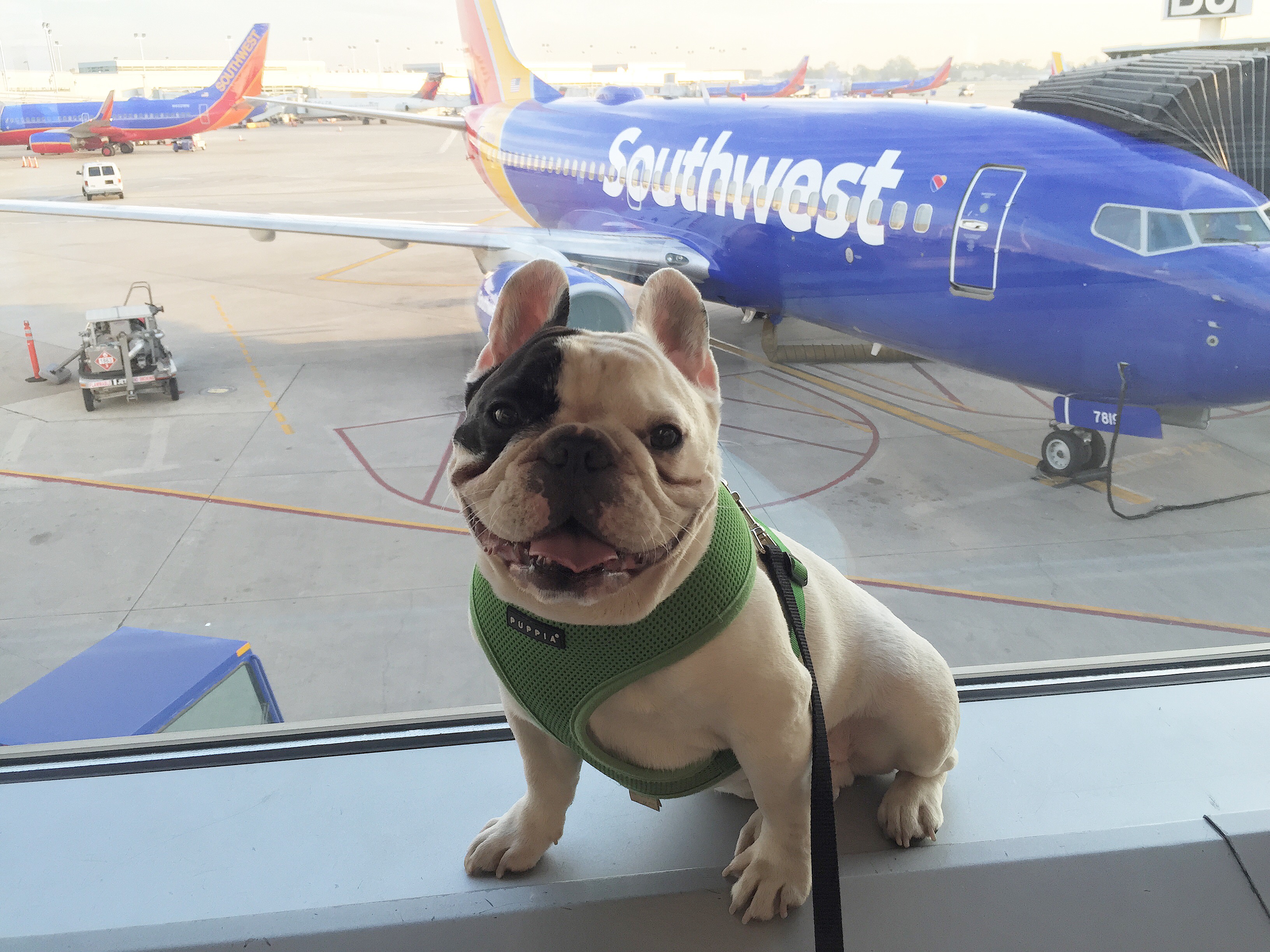 Travel Tips from Manny the Frenchie 