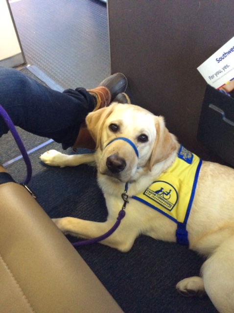 Southwest airlines service store dog