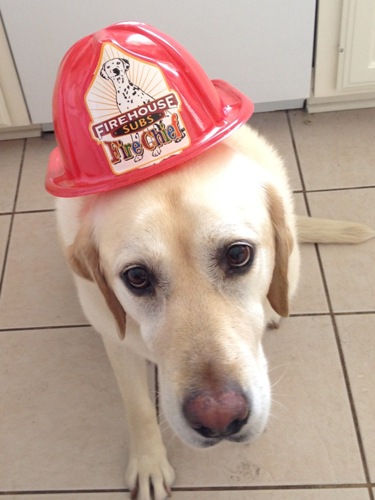 Fire Chief Pup