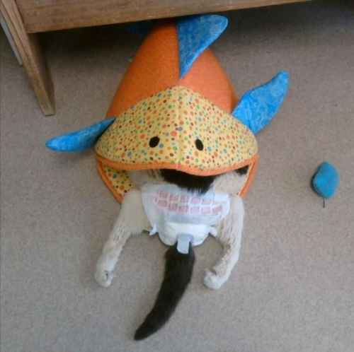 Tricky in Fish Costume