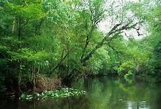 green tuesday ocklawaha river