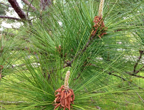 gt pine