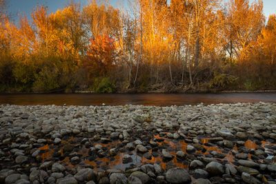 Fall Leaves On The Boise River