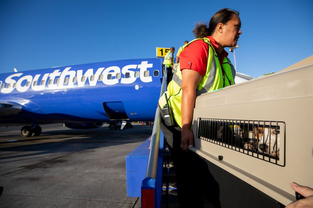 Shelter Dog Boards Southwest Flight from Maui to Portland, Ore..JPG