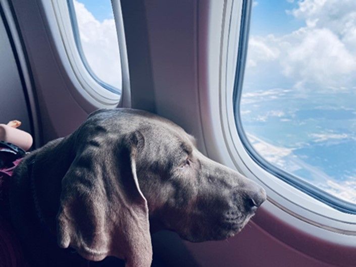 Molly, Lauren’s trained medical service dog, on a flight.
