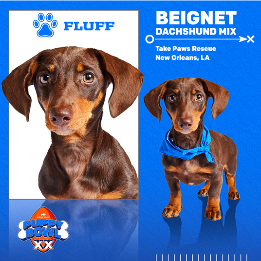 Meet Beignet_Team Fluff.png