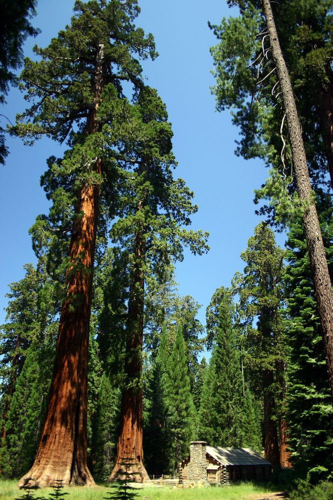Mariposa Grove, Redwood National Park